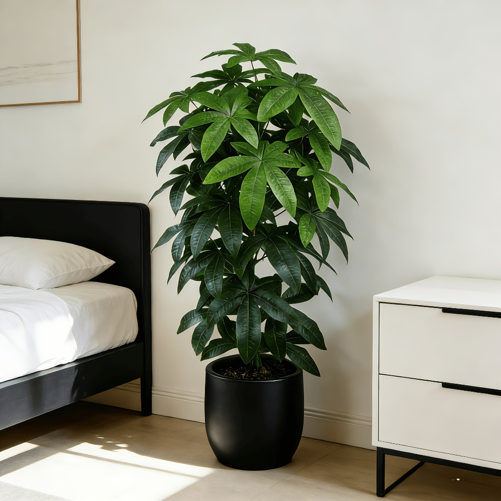 Ficus Lyrata Tree - شجرة المال الاصطناعية (باشيرا أكواتيكا) مع